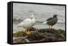 Falkland Islands, Carcass Island. Pair of Kelp Geese-Cathy & Gordon Illg-Framed Stretched Canvas