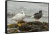 Falkland Islands, Carcass Island. Pair of Kelp Geese-Cathy & Gordon Illg-Framed Stretched Canvas