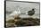 Falkland Islands, Carcass Island. Pair of Kelp Geese-Cathy & Gordon Illg-Framed Stretched Canvas