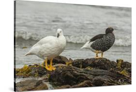 Falkland Islands, Carcass Island. Pair of Kelp Geese-Cathy & Gordon Illg-Stretched Canvas