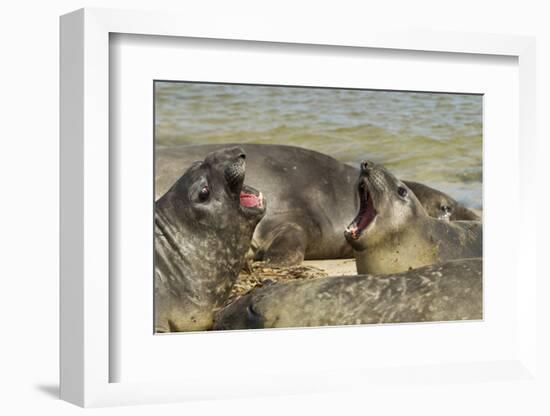 Falkland Islands, Carcass Island. Southern Elephant Seals Arguing-Cathy & Gordon Illg-Framed Photographic Print