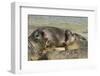 Falkland Islands, Carcass Island. Southern Elephant Seals Arguing-Cathy & Gordon Illg-Framed Photographic Print
