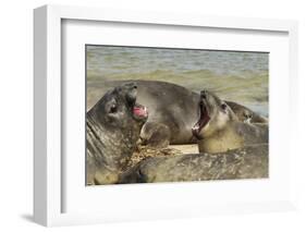 Falkland Islands, Carcass Island. Southern Elephant Seals Arguing-Cathy & Gordon Illg-Framed Photographic Print