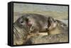 Falkland Islands, Carcass Island. Southern Elephant Seals Arguing-Cathy & Gordon Illg-Framed Stretched Canvas