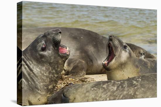 Falkland Islands, Carcass Island. Southern Elephant Seals Arguing-Cathy & Gordon Illg-Stretched Canvas