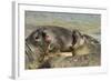 Falkland Islands, Carcass Island. Southern Elephant Seals Arguing-Cathy & Gordon Illg-Framed Photographic Print