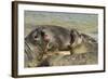 Falkland Islands, Carcass Island. Southern Elephant Seals Arguing-Cathy & Gordon Illg-Framed Photographic Print