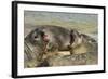 Falkland Islands, Carcass Island. Southern Elephant Seals Arguing-Cathy & Gordon Illg-Framed Photographic Print