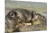 Falkland Islands, Carcass Island. Southern Elephant Seals Arguing-Cathy & Gordon Illg-Mounted Photographic Print