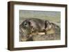 Falkland Islands, Carcass Island. Southern Elephant Seals Arguing-Cathy & Gordon Illg-Framed Premium Photographic Print