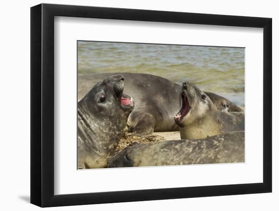 Falkland Islands, Carcass Island. Southern Elephant Seals Arguing-Cathy & Gordon Illg-Framed Premium Photographic Print