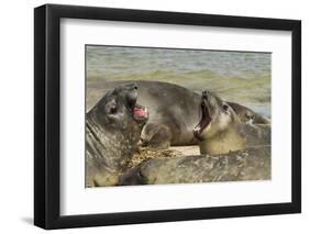 Falkland Islands, Carcass Island. Southern Elephant Seals Arguing-Cathy & Gordon Illg-Framed Premium Photographic Print