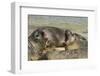 Falkland Islands, Carcass Island. Southern Elephant Seals Arguing-Cathy & Gordon Illg-Framed Premium Photographic Print