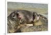 Falkland Islands, Carcass Island. Southern Elephant Seals Arguing-Cathy & Gordon Illg-Framed Photographic Print