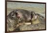 Falkland Islands, Carcass Island. Southern Elephant Seals Arguing-Cathy & Gordon Illg-Framed Photographic Print