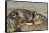 Falkland Islands, Carcass Island. Southern Elephant Seals Arguing-Cathy & Gordon Illg-Framed Stretched Canvas