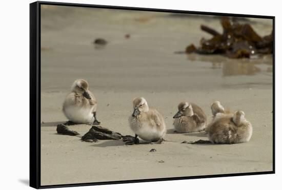 Falkland Islands, Carcass Island. Steamer Duck Ducklings on Beach-Cathy & Gordon Illg-Framed Stretched Canvas