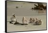 Falkland Islands, Carcass Island. Steamer Duck Ducklings on Beach-Cathy & Gordon Illg-Framed Stretched Canvas