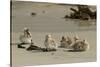 Falkland Islands, Carcass Island. Steamer Duck Ducklings on Beach-Cathy & Gordon Illg-Stretched Canvas