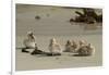 Falkland Islands, Carcass Island. Steamer Duck Ducklings on Beach-Cathy & Gordon Illg-Framed Photographic Print