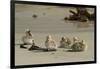 Falkland Islands, Carcass Island. Steamer Duck Ducklings on Beach-Cathy & Gordon Illg-Framed Photographic Print