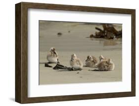 Falkland Islands, Carcass Island. Steamer Duck Ducklings on Beach-Cathy & Gordon Illg-Framed Photographic Print