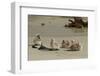 Falkland Islands, Carcass Island. Steamer Duck Ducklings on Beach-Cathy & Gordon Illg-Framed Photographic Print