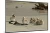 Falkland Islands, Carcass Island. Steamer Duck Ducklings on Beach-Cathy & Gordon Illg-Mounted Photographic Print
