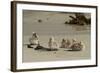 Falkland Islands, Carcass Island. Steamer Duck Ducklings on Beach-Cathy & Gordon Illg-Framed Photographic Print