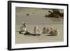 Falkland Islands, Carcass Island. Steamer Duck Ducklings on Beach-Cathy & Gordon Illg-Framed Photographic Print