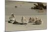 Falkland Islands, Carcass Island. Steamer Duck Ducklings on Beach-Cathy & Gordon Illg-Mounted Photographic Print