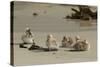 Falkland Islands, Carcass Island. Steamer Duck Ducklings on Beach-Cathy & Gordon Illg-Stretched Canvas