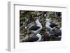 Falkland Islands, courtship behavior of black-browed albatross New Island-Howie Garber-Framed Photographic Print