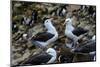 Falkland Islands, courtship behavior of black-browed albatross New Island-Howie Garber-Mounted Premium Photographic Print