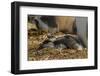 Falkland Islands, East Falkland. Close-up of Gentoo Penguin Chicks-Cathy & Gordon Illg-Framed Photographic Print