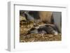 Falkland Islands, East Falkland. Close-up of Gentoo Penguin Chicks-Cathy & Gordon Illg-Framed Photographic Print