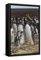 Falkland Islands, East Falkland. Gentoo Penguin Colony-Cathy & Gordon Illg-Framed Stretched Canvas