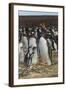 Falkland Islands, East Falkland. Gentoo Penguin Colony-Cathy & Gordon Illg-Framed Photographic Print