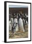 Falkland Islands, East Falkland. Gentoo Penguin Colony-Cathy & Gordon Illg-Framed Photographic Print