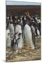 Falkland Islands, East Falkland. Gentoo Penguin Colony-Cathy & Gordon Illg-Mounted Photographic Print