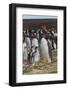 Falkland Islands, East Falkland. Gentoo Penguin Colony-Cathy & Gordon Illg-Framed Photographic Print