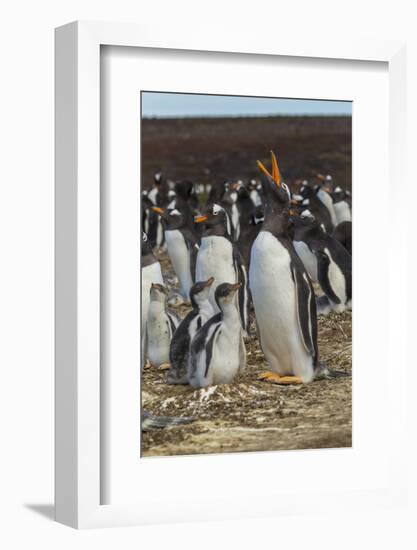 Falkland Islands, East Falkland. Gentoo Penguin Colony-Cathy & Gordon Illg-Framed Photographic Print