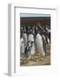 Falkland Islands, East Falkland. Gentoo Penguin Colony-Cathy & Gordon Illg-Framed Photographic Print