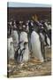 Falkland Islands, East Falkland. Gentoo Penguin Colony-Cathy & Gordon Illg-Stretched Canvas
