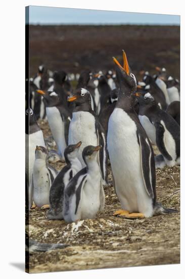 Falkland Islands, East Falkland. Gentoo Penguin Colony-Cathy & Gordon Illg-Stretched Canvas