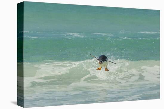 Falkland Islands, East Falkland. Gentoo Penguin Leaping in Surf-Cathy & Gordon Illg-Stretched Canvas