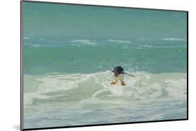 Falkland Islands, East Falkland. Gentoo Penguin Leaping in Surf-Cathy & Gordon Illg-Mounted Photographic Print