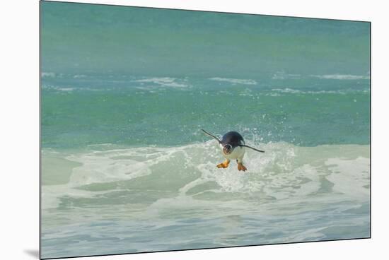 Falkland Islands, East Falkland. Gentoo Penguin Leaping in Surf-Cathy & Gordon Illg-Mounted Premium Photographic Print