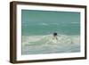 Falkland Islands, East Falkland. Gentoo Penguin Leaping in Surf-Cathy & Gordon Illg-Framed Photographic Print