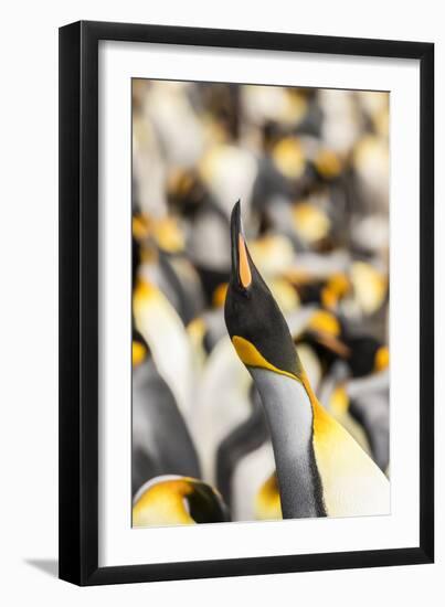 Falkland Islands, East Falkland. King penguin calling.-Jaynes Gallery-Framed Premium Photographic Print